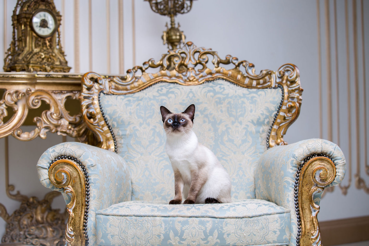 королевские коты фото